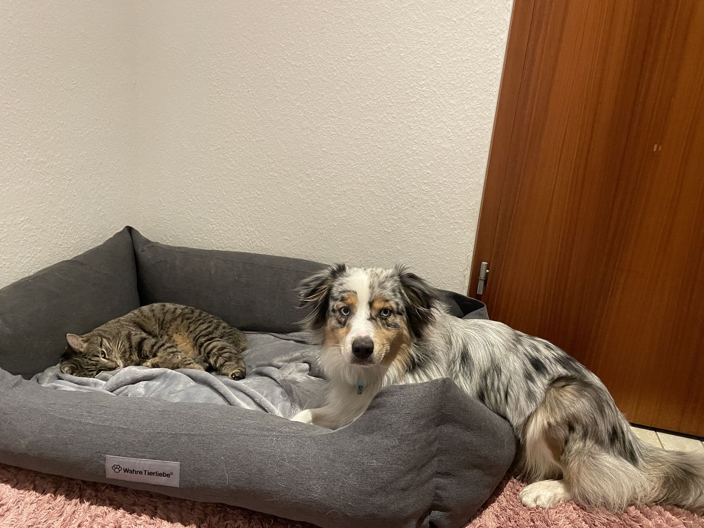 Customer photo review of Orthopädische Hunde Couch