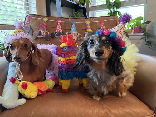 Customer photo review of Pupyata (Filled with Dog Treats)