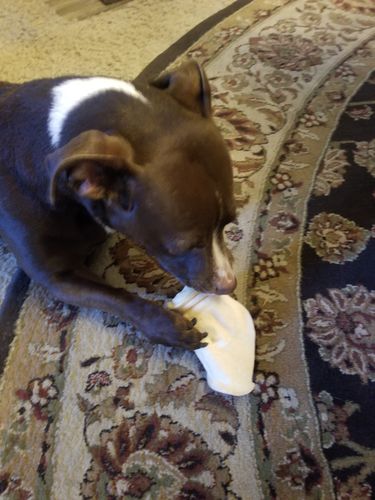 Customer photo review of Cow Ears For Dogs