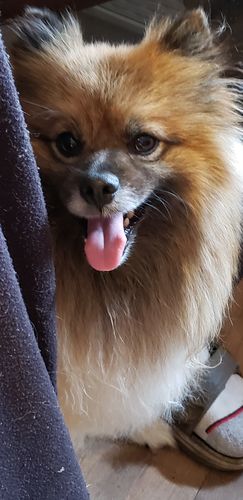 Customer photo review of Explorer