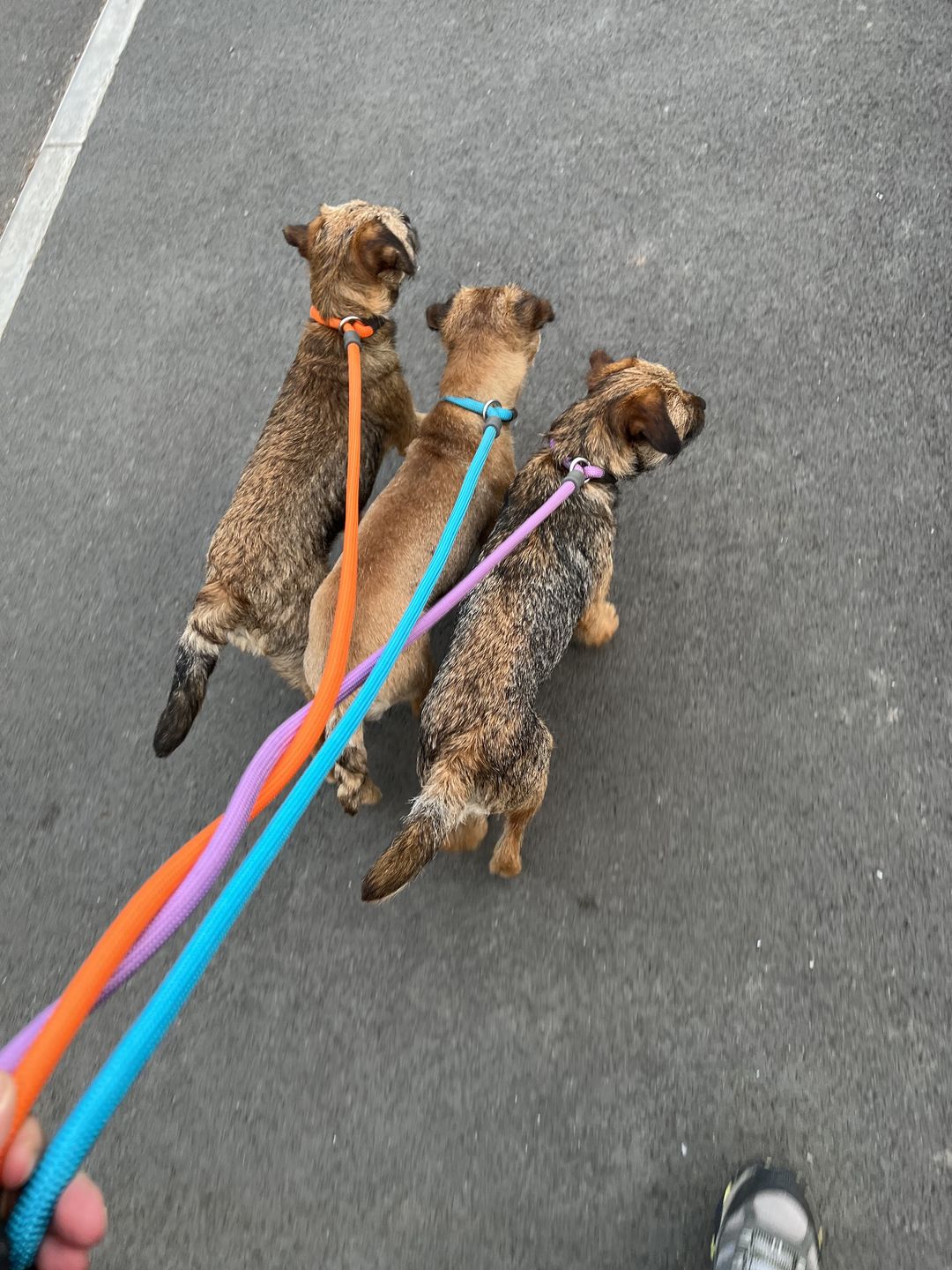 Customer photo review of Slip Lead | Anti-Pull & Anti-Choking Training Lead - Purple