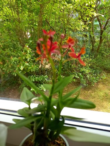 Customer photo review of Epidendrum Nordic Fire Dauerblüher mit roter Blüte