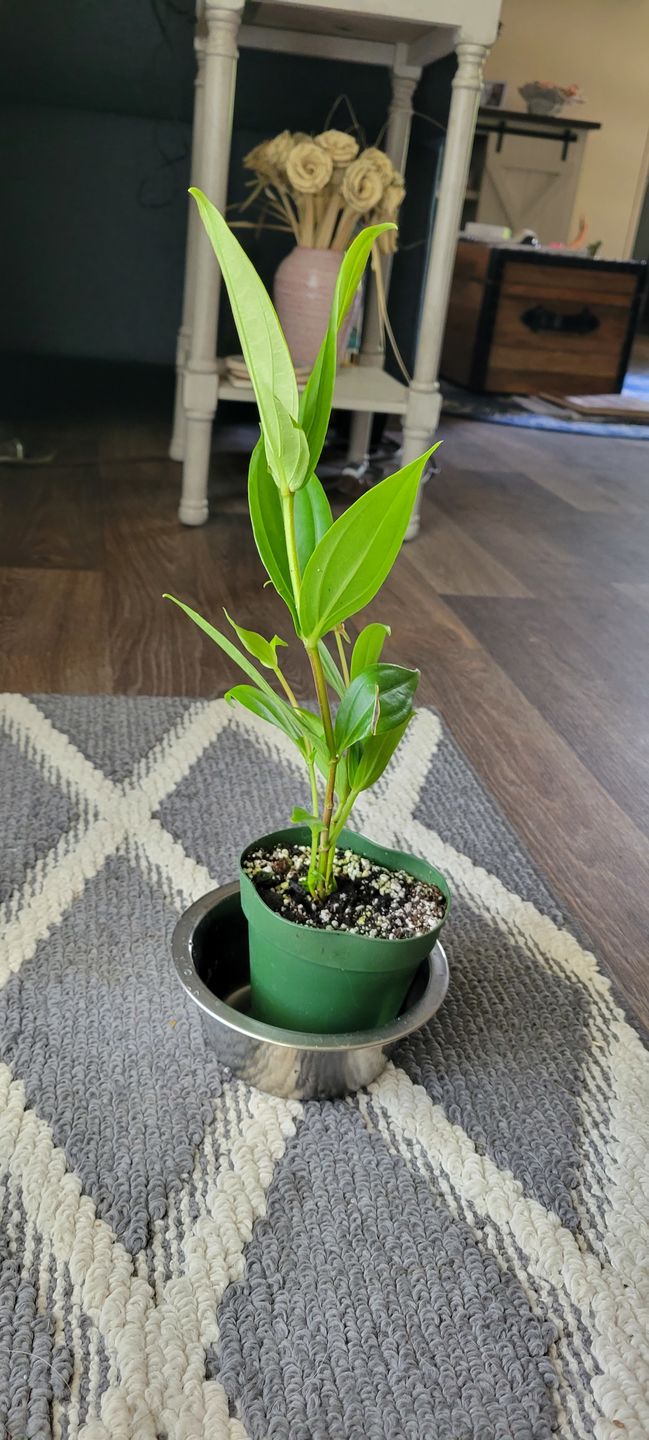 Customer photo review of 4" Medinilla myriantha