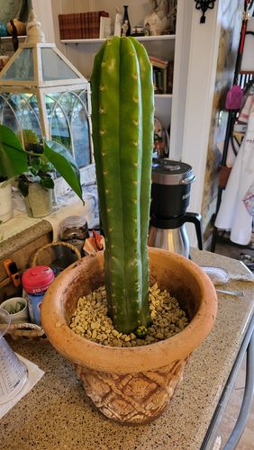 Customer photo review of San Pedro Cactus | Echinopsis pachanoi