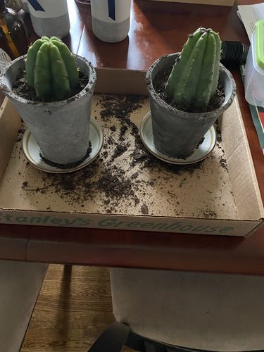 Customer photo review of San Pedro Cactus Cuttings | Echinopsis pachanoi Cuttings