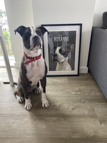 Customer photo review of Classic - Custom Pet Portrait