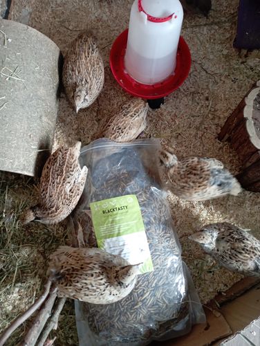 Customer photo review of BlackTasty™ Getrocknete Soldatenfliegenlarven