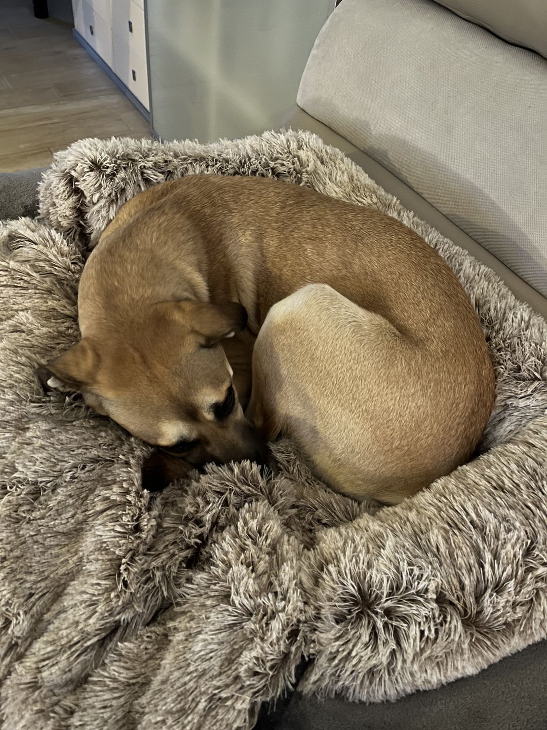 Customer photo review of *NEU* Emmalove - Flauschiges Hundebett für dein Sofa