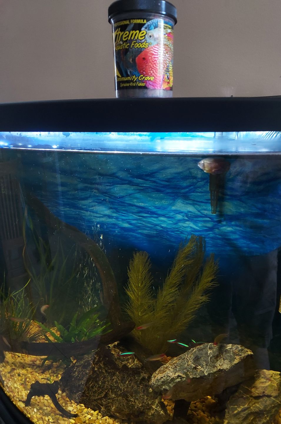Customer photo review of Xtreme Community Crave Flakes. Krill/Spirulina