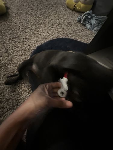 Customer photo review of White