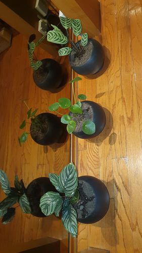 Customer photo review of Kit Pet Friendly