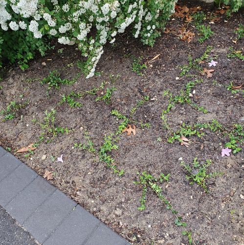 Customer photo review of Vinca Minor Bowles 50 count Flat