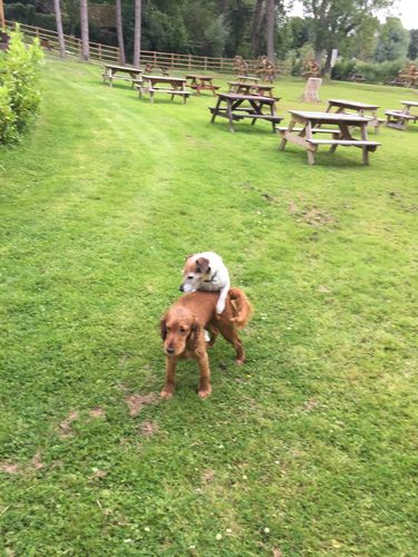 Customer photo review of Eden Semi-Moist Country Feast