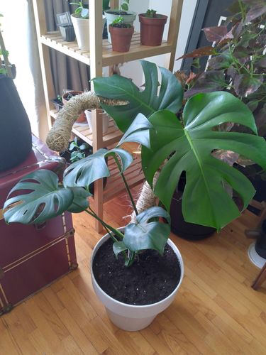 Customer photo of The Original Bendable Moss Pole™ - Best Seller (Pins Included) from Catherine B.