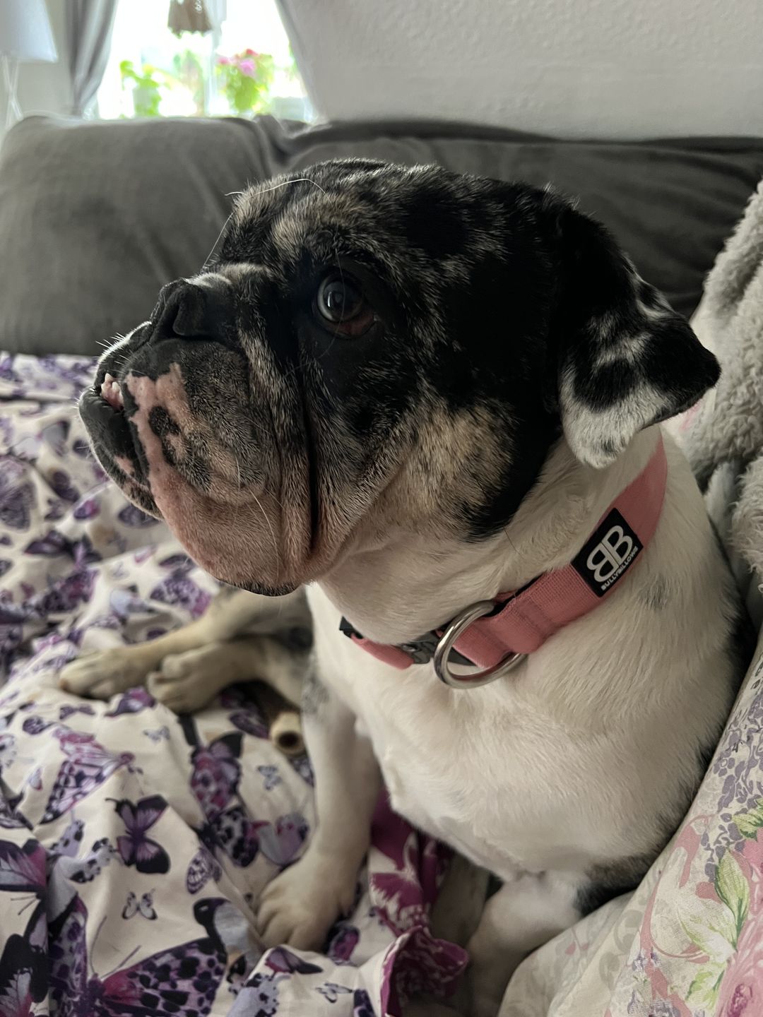 Customer photo review of 5cm Combat® Collar | Rated Clip - NO HANDLE - Pink v2.0