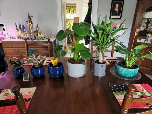 Customer photo review of Medium Yucca Cane