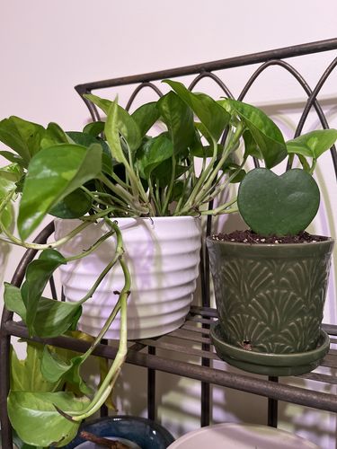 Customer photo review of Medium Global Green Pothos