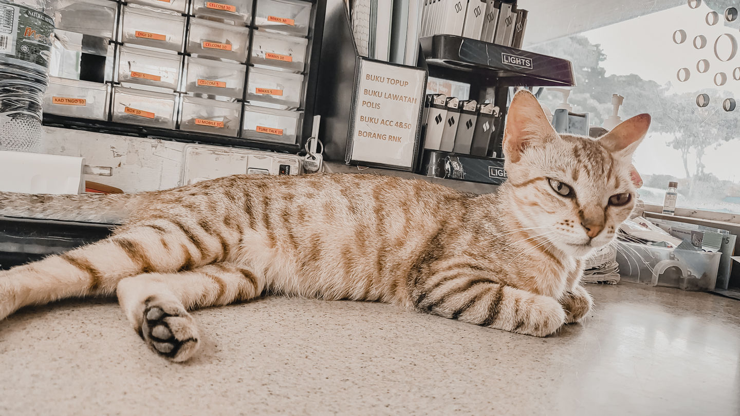 Customer photo review of CREAMY LIGHTROOM PRESETS