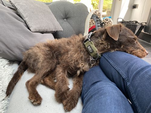 Customer photo review of LITE-25 Collar - Army Green (AirTag Collar)