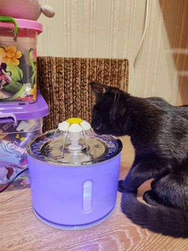 Customer photo review of Cat Flower Fountain