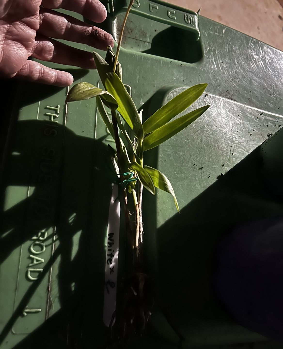 Customer photo review of Crucifix Orchid (Epidendrums)