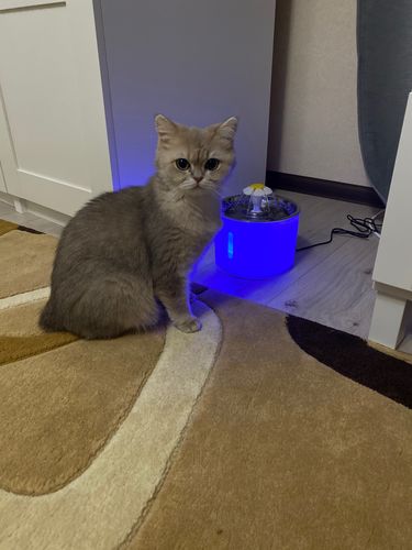 Customer photo review of Cat Flower Fountain