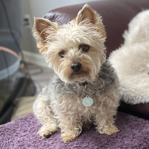 Customer photo review of Paw & Bones