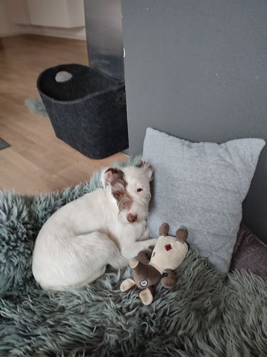 Customer photo review of Nature Protect