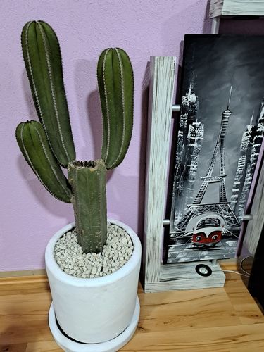 Customer photo review of Cactus Charro