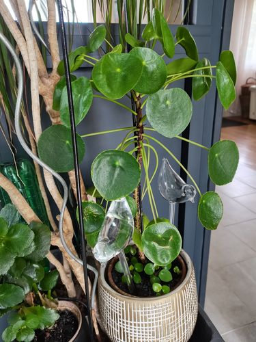 Customer photo review of Mon petit oiseau - Le Jardin de Mamie®