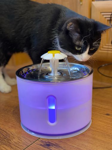 Customer photo review of Cat Flower Fountain