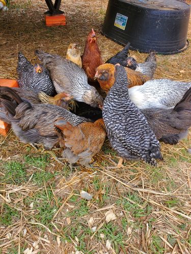 Customer photo review of GrubTerra Dried Larvae