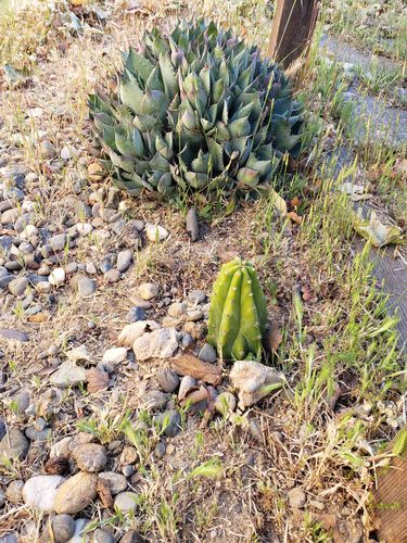 Customer photo review of San Pedro Cactus | Small | Echinopsis pachanoi