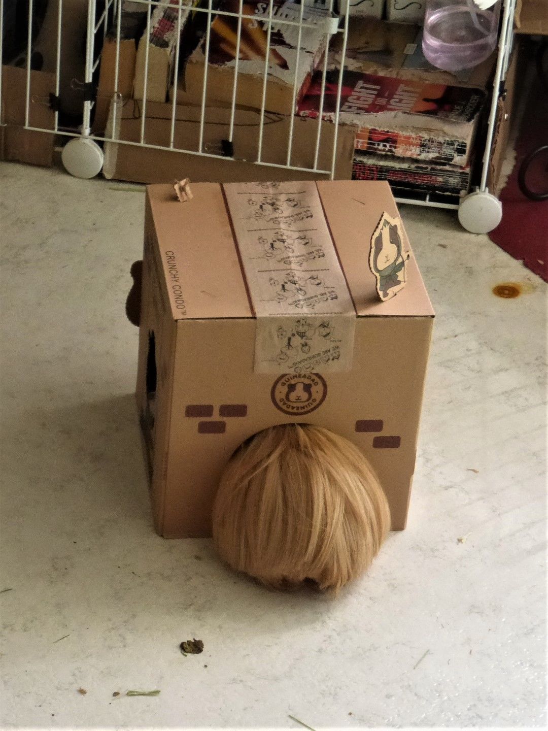 Customer photo review of GuineaDad Crunchy Condo - Pack of 3