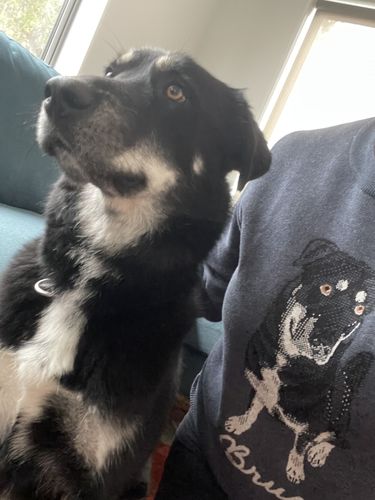 Customer photo review of Full-Body Pet Custom Sweater