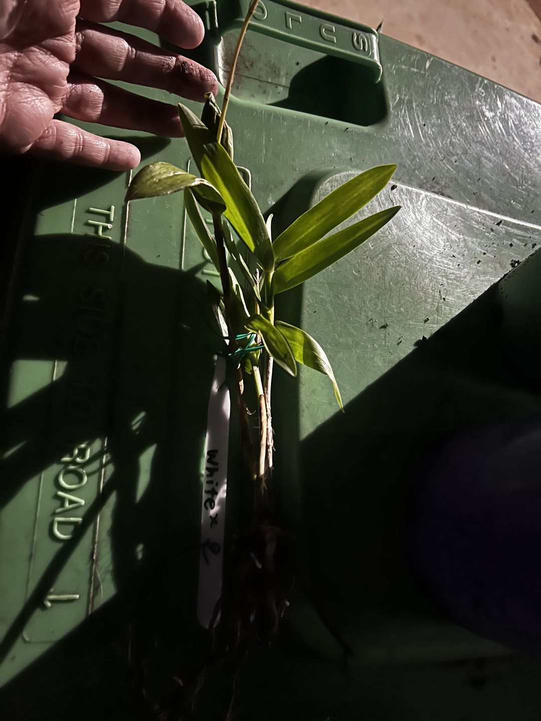 Customer photo review of Crucifix Orchid (Epidendrums)