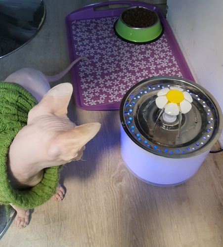 Customer photo review of Cat Flower Fountain