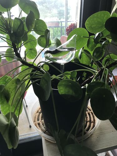Customer photo review of Mon petit oiseau - Le Jardin de Mamie®