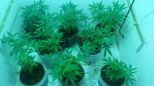 Customer photo review of Gaia Green Organic All Purpose Fertilizer 4-4-4