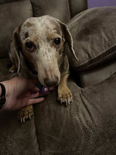 Customer photo review of Purple