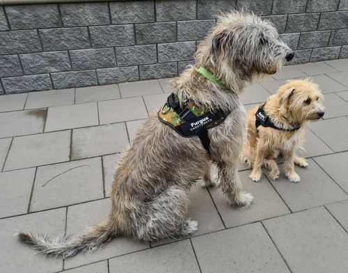 Customer photo review of PawBabe No Pull Dog Harness