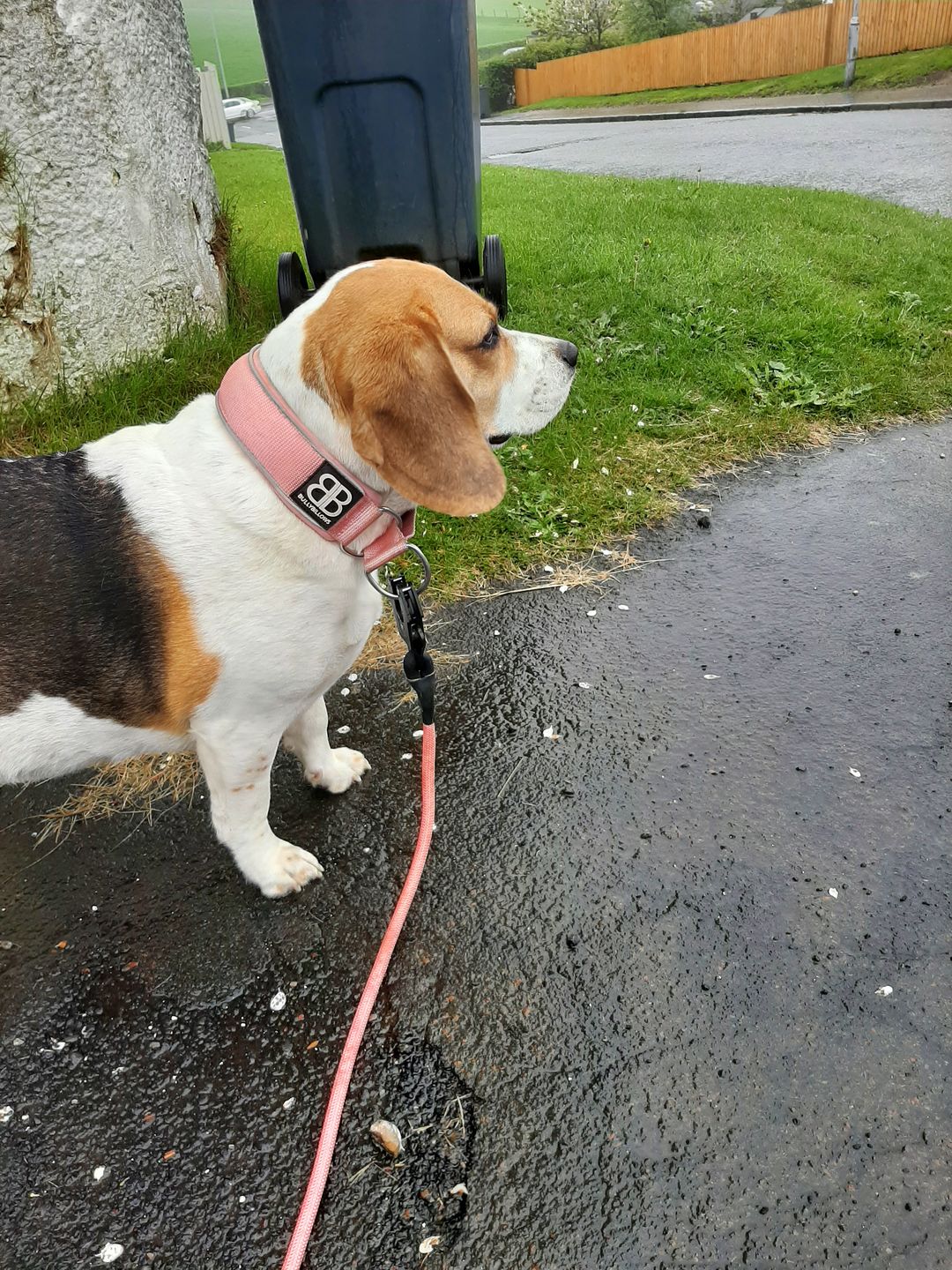 Customer photo review of 5cm RR Collar | Soft Padded & Reflective | Series 2 - Pink