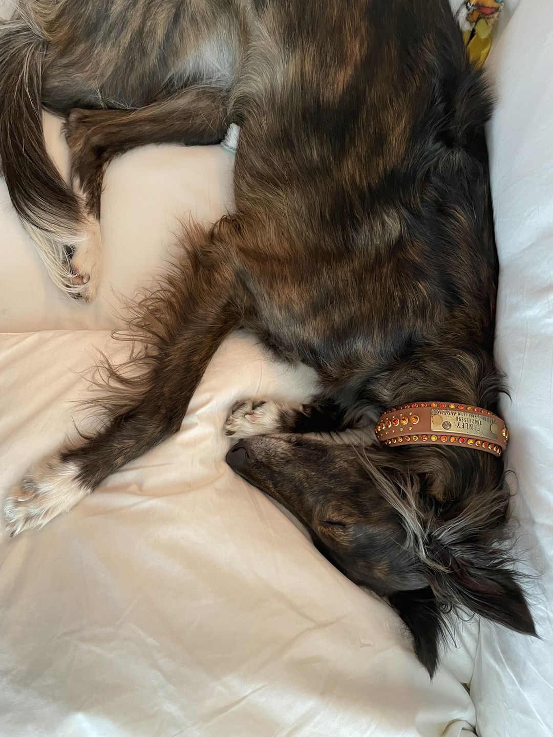Customer photo review of Rivet-On Tag