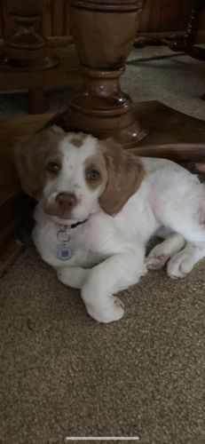 Customer photo review of Paw & Bones