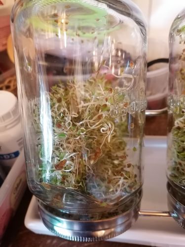 Customer photo review of ESCHENFELDER Bio-Keimsaat ALFALFA (125g)