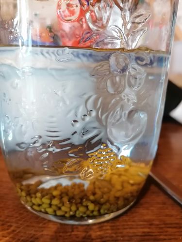 Customer photo review of ESCHENFELDER Bio-Keimsaat MUNGOBOHNEN (500g)