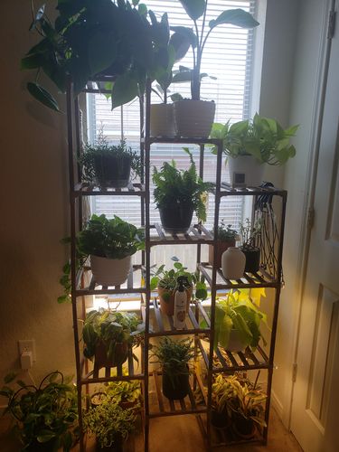 Customer photo review of Houseplant Insecticide w/ Neem