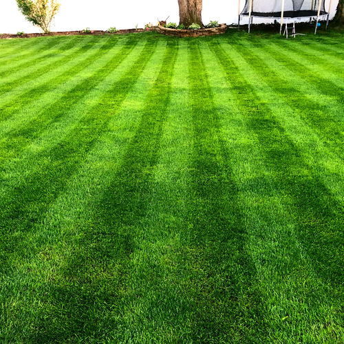 Customer photo review of 18-0-1 GreenePunch