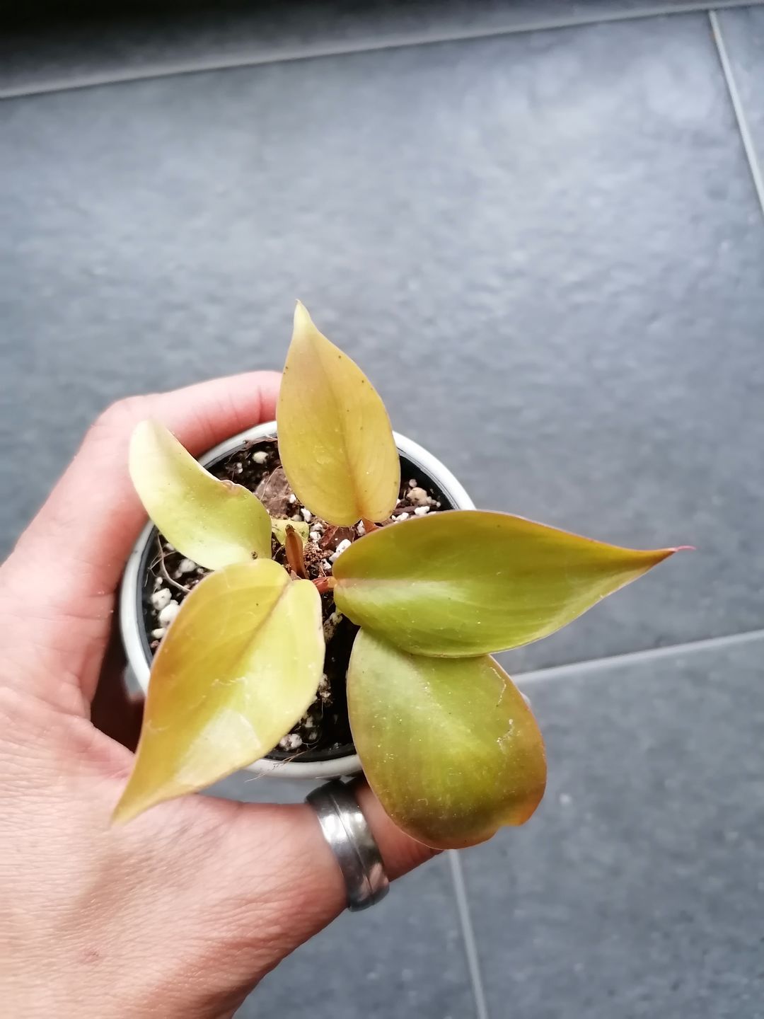 Customer photo review of PHILODENDRON PRINCE OF ORANGE