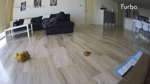 Customer photo review of Furbo Dog camera